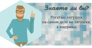 Шаблон для паблика цитаты в ВК