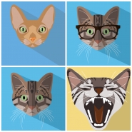 Flat Animals