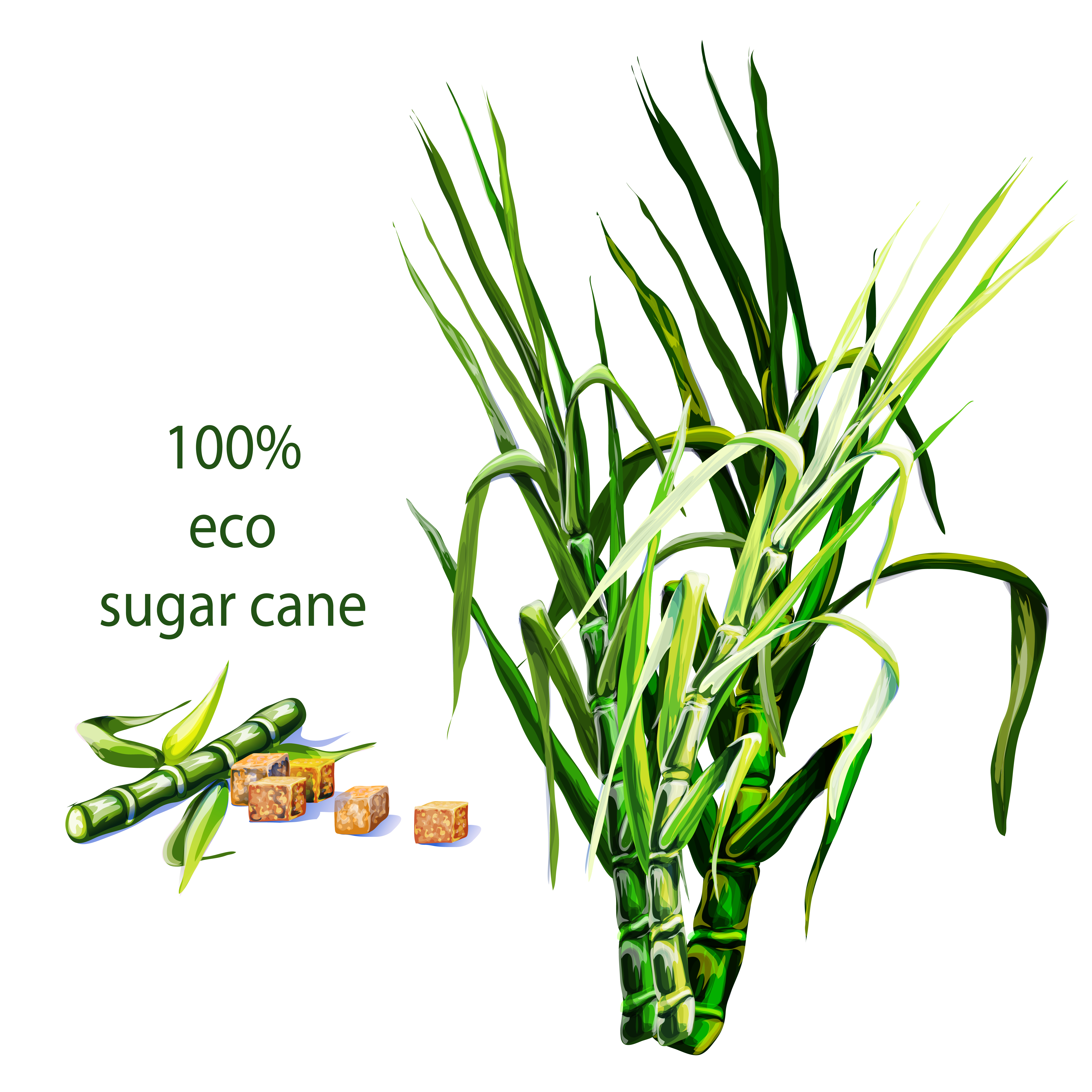 sugar cane,