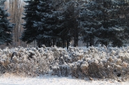 елки