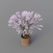 Japanese tree
