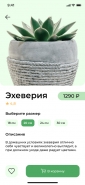 Дизайн мобильного приложения по продаже цветов